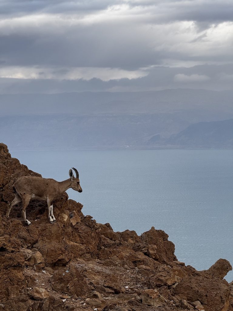 Top 5 Off-the-Beaten-Path Destinations to Enjoy with a Caravan in Israel 1 nubian ibex dead sea